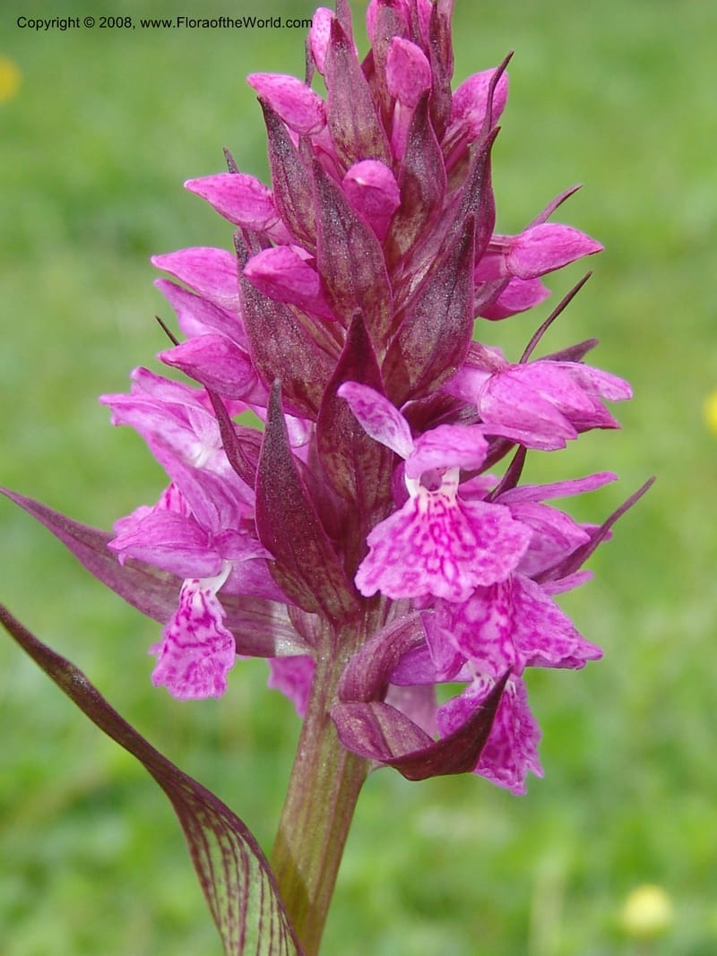 Dactylorhiza euxina--Georgia. Kazbegi region. N slope-pasture, E of Sno. 3 Jun 05. 097.jpg
