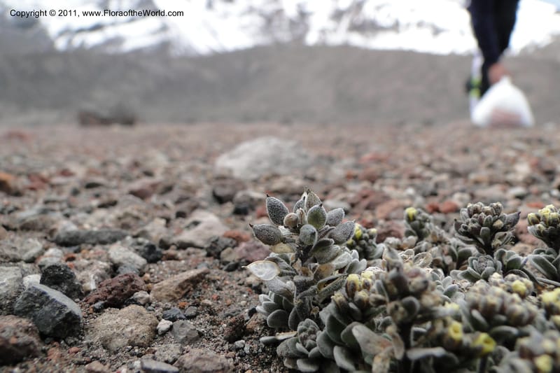 Draba obovata, Ulloa 2071--Ecuador. Chimborazo. El Primer Refugio. 5 Jun 2011. 136 (10).jpg
