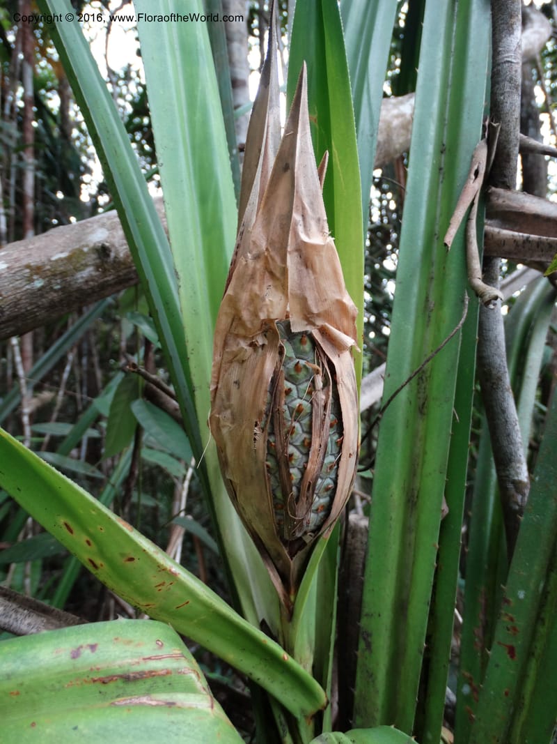 Pandanus occultus, Callmander, M 1184--Sabah. G. Silam. 1 Oct 2014. DSC00937 (18).JPG