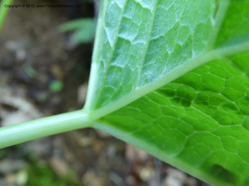 Diphylleia cymosa, Davidson, C 12981--North Carolina. Clay Co. Perry Gap Rd, Barnard's Cr. 13 May 2015. DSC04860 (20).JPG
