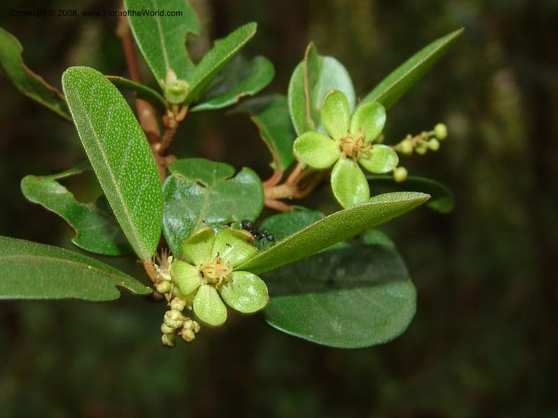 Croton nitidulum vel aff., RRanaivojaona1318--Madag. Prov. Fianar. Ranomafana Nat. Pk. 10 Jan 06. 284.jpg