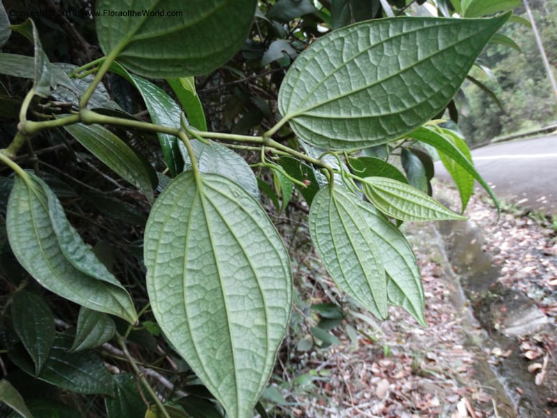 Piper, Davidson, C 12647--Sabah. G. Silam. 1 Oct 2014. DSC00937 (122).JPG