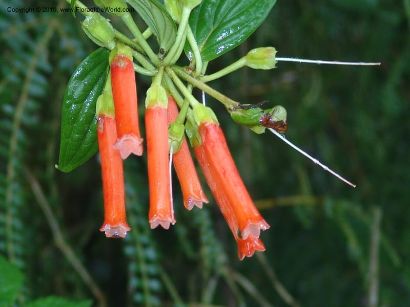 Macleania, Croat94625--Ecuador. Prov. Pichincha. Reserva Bellavista. 14 Feb 05. 279.jpg