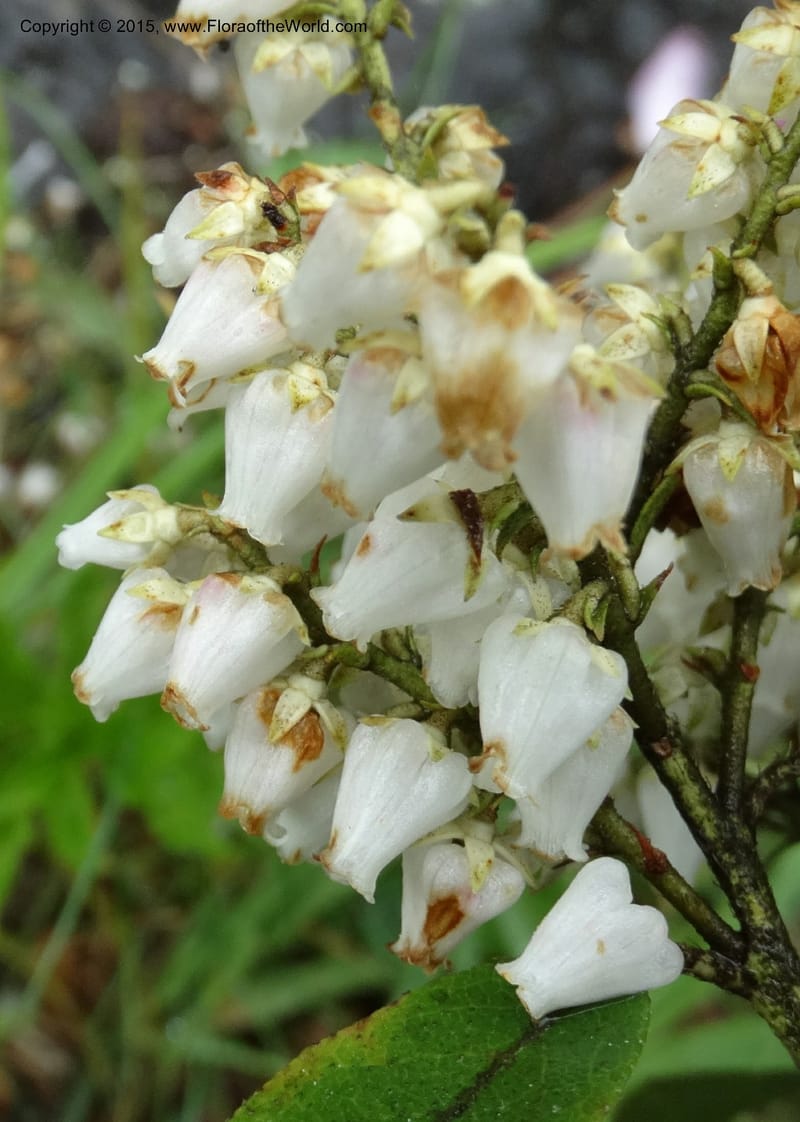 Pieris floribunda, Davidson, C 12956--North Carolina. Trans. Co. Devil's Courthouse View. 12 May 2015. DSC04151 (12).JPG