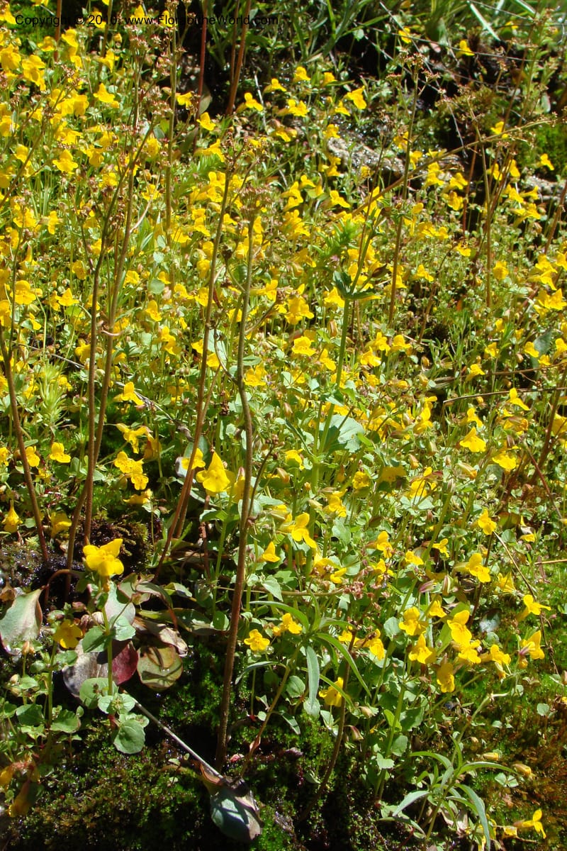 Mimulus guttatus, C. Davidson 11462--ID. Valley Co. Warm Lake. 16 June 2009. 079.jpg