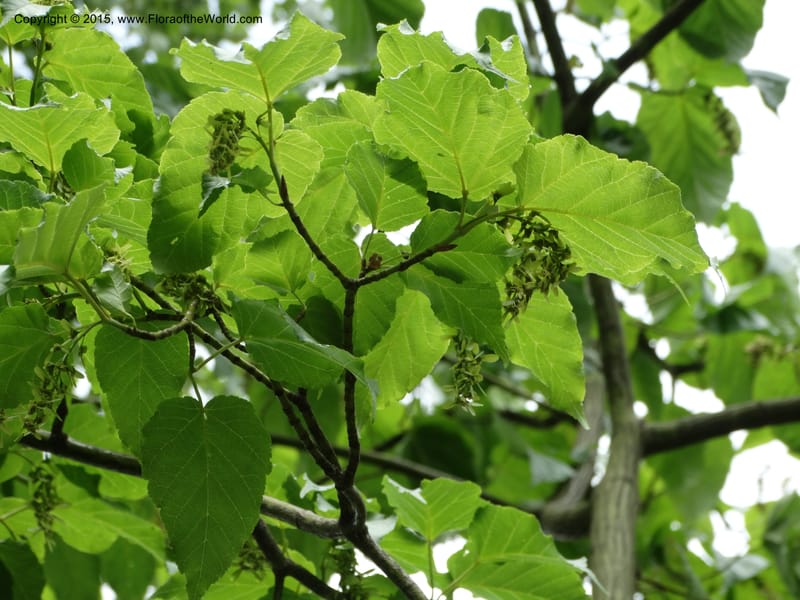 Acer davidii, Boufford, D 43630--China. Sichuan. LiXian. MiYaLuo. 9 May 2014. DSC04513 (174).JPG