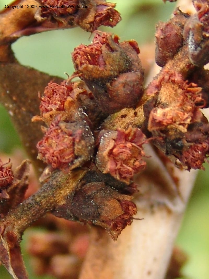 Couepia, DNeill15873--Ecuador. Prov. Zamora Ch. Cd del Condor. Rio Wawaime V. 21 Sep 07. 055.jpg