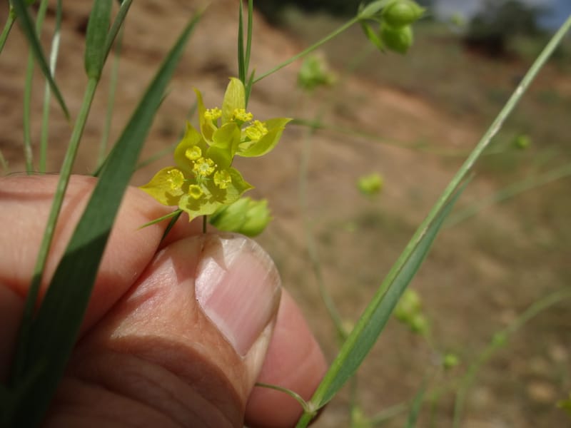 Bupleurum--Kurdistan. Tawailla. Stop 3. 22 May 2013. DSC04827 (9).JPG