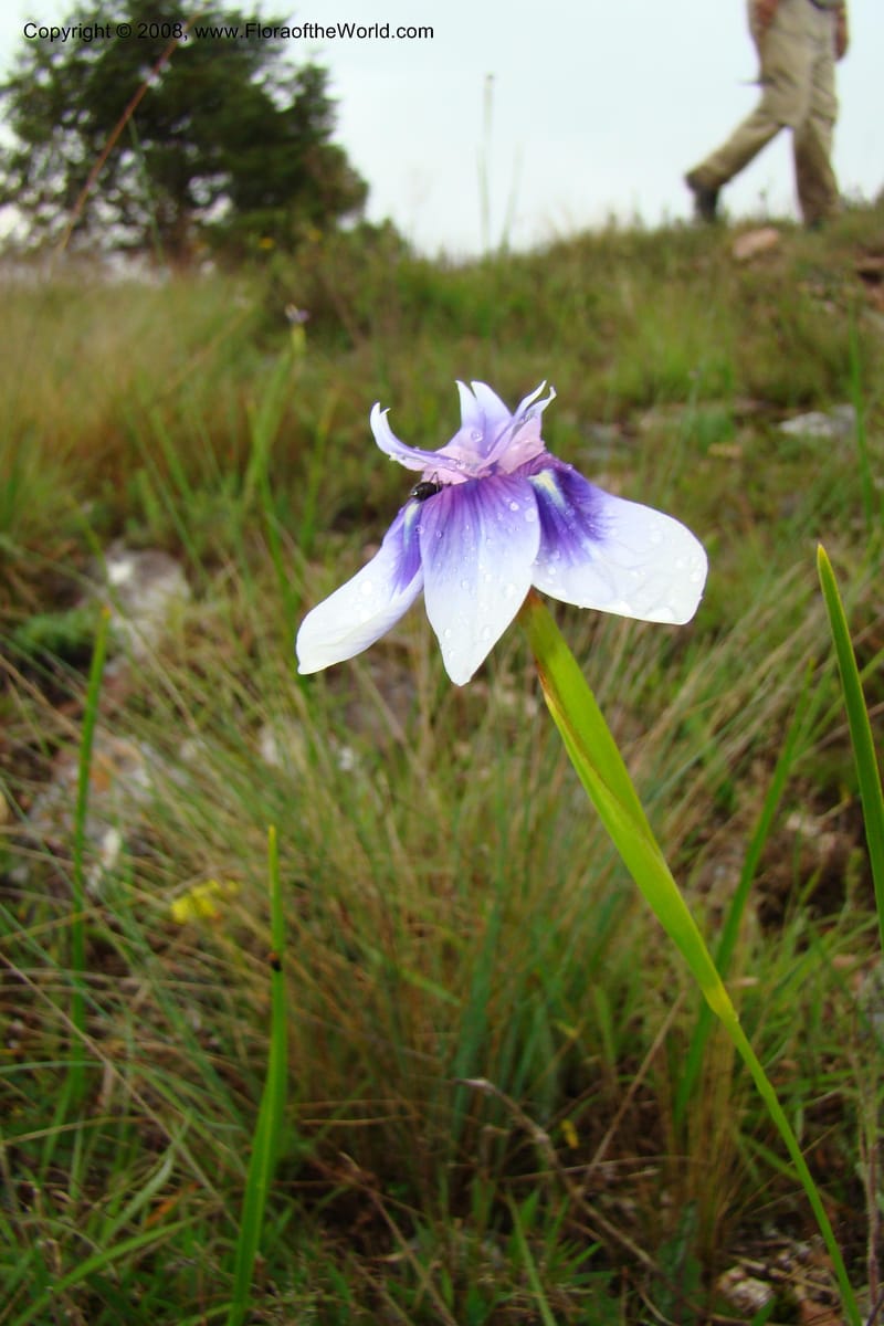 Moraea, WKindeketa3005--Tanz. Makete Distr. Kitulo Nat. Pk. 25 Jan 08. 286.jpg
