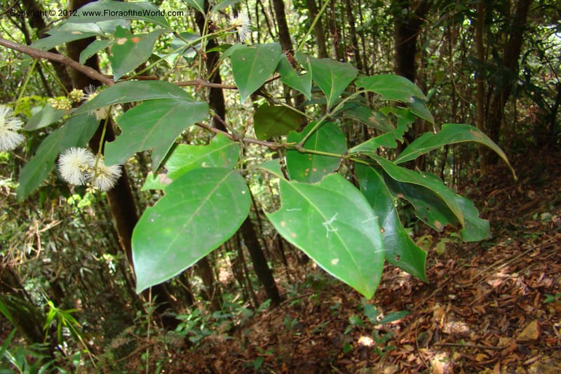 Archidendron, Regalado 1747--Viet Nam. Thua Thien Hue Prov. Phu Loc Distr. Bach Ma. 13 Apr 09. 331.jpg