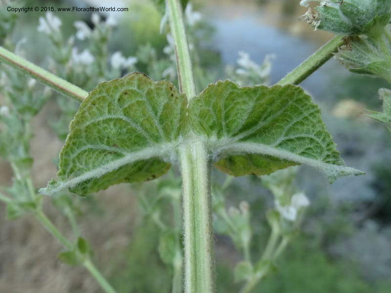 Salvia aethiopis, Davidson, C 12603--ID. Idaho Co. Goff Bridge on Hwy 95 N of Riggins. 16 Jul 2014. DSC00481 (107).JPG