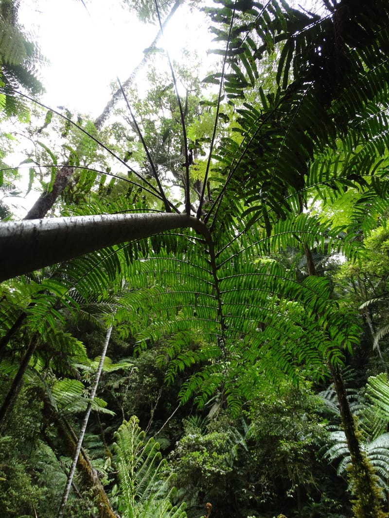 Angiopteris, Munzinger, J 7403--New Caledonia. Haute Robinson. 11 Nov. 2015. DSC00909 (318).JPG