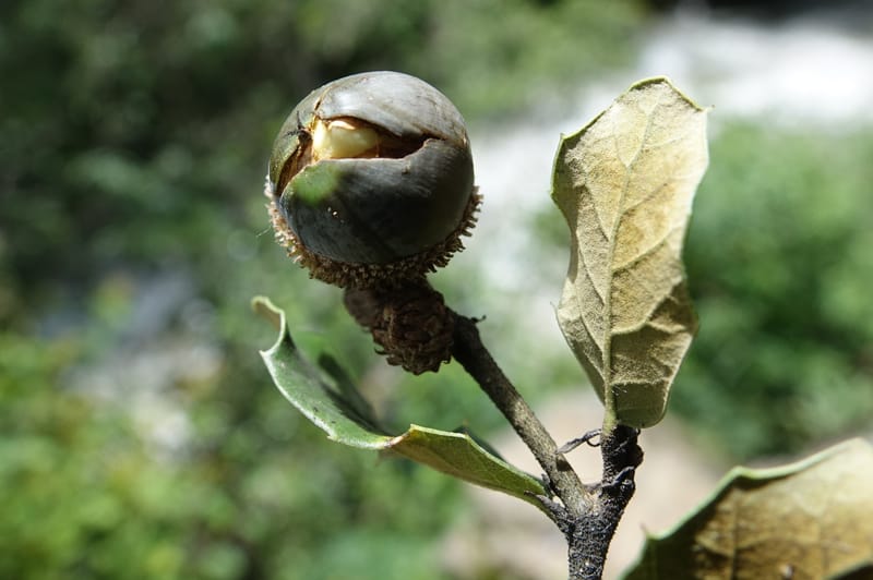 Quercus, C. Davidson 13762--China. Sichuan. Yibailingba-gou. 12 Aug 2017. DSC04660 (320).JPG