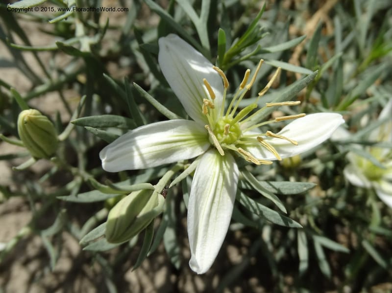 Peganum harmala, Davidson, C 12436--Georgia (Caucasus). Kakheti Region. (Kiziki). Toward Vashlovani. 6 Jun 2014. DSC07328 (465).JPG