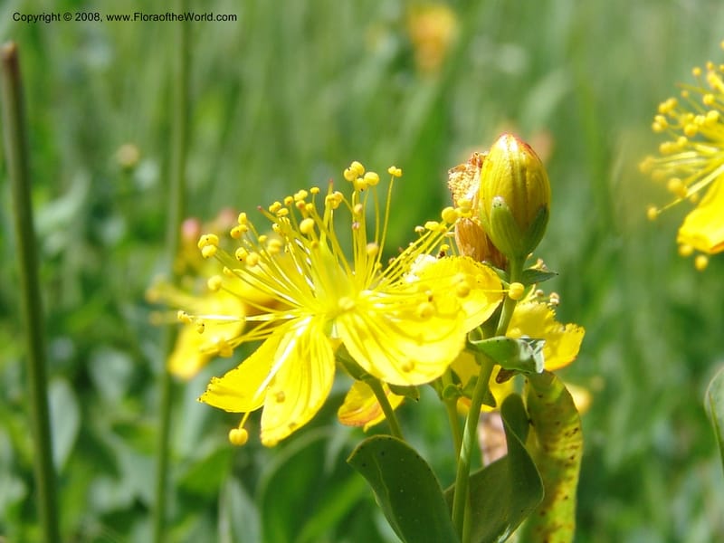 Hypericum formosum, CDavidson10972--ID. Valley Co. For Serv Rd. 432, to Crestline Trail.  25 Jul 06. 122.jpg