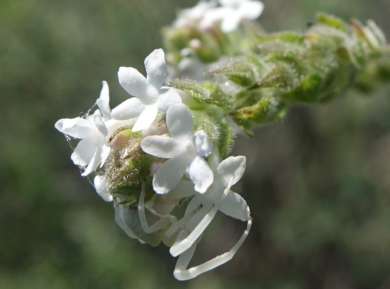 Aloysia castellanosii, Fortunato 13147--Argentina. Hwy 150, S of Ischigualasto. 7 Feb 2018. DSC09263 (65).JPG