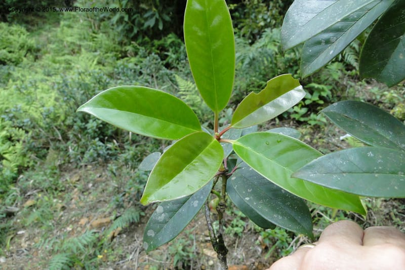 Illicium, Regalado 1782--Viet Nam. Ban Khoang Commune. 4 May 2011. 195 (7).jpg