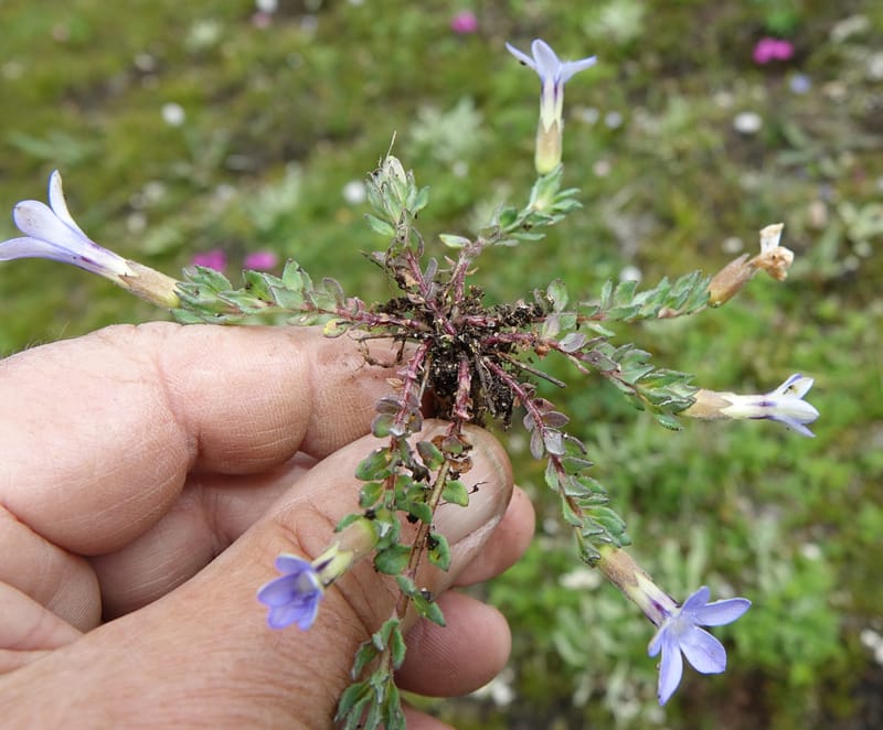 Cyananthus incanus, D. Boufford 44022--China. Sichuan. Daocheng Xian. 14 Aug 2017. DSC05676 (231).JPG