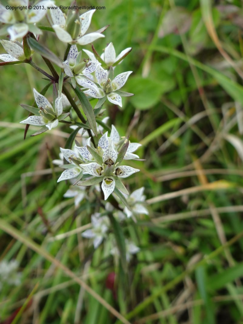 Swertia angustifolia, VC 5497--Thailand. Chiang Mai Prov. Doi Inthanon Nat. Park. 8 Nov 2012. DSC07747 (221).JPG