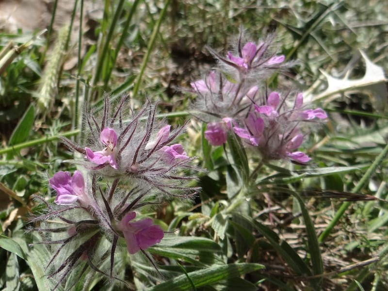Stachys lavandulifolia--Iraq. Kurdistan. Shakh-i-Pira Magrun. 25 May 2013. DSC05267 (96).JPG