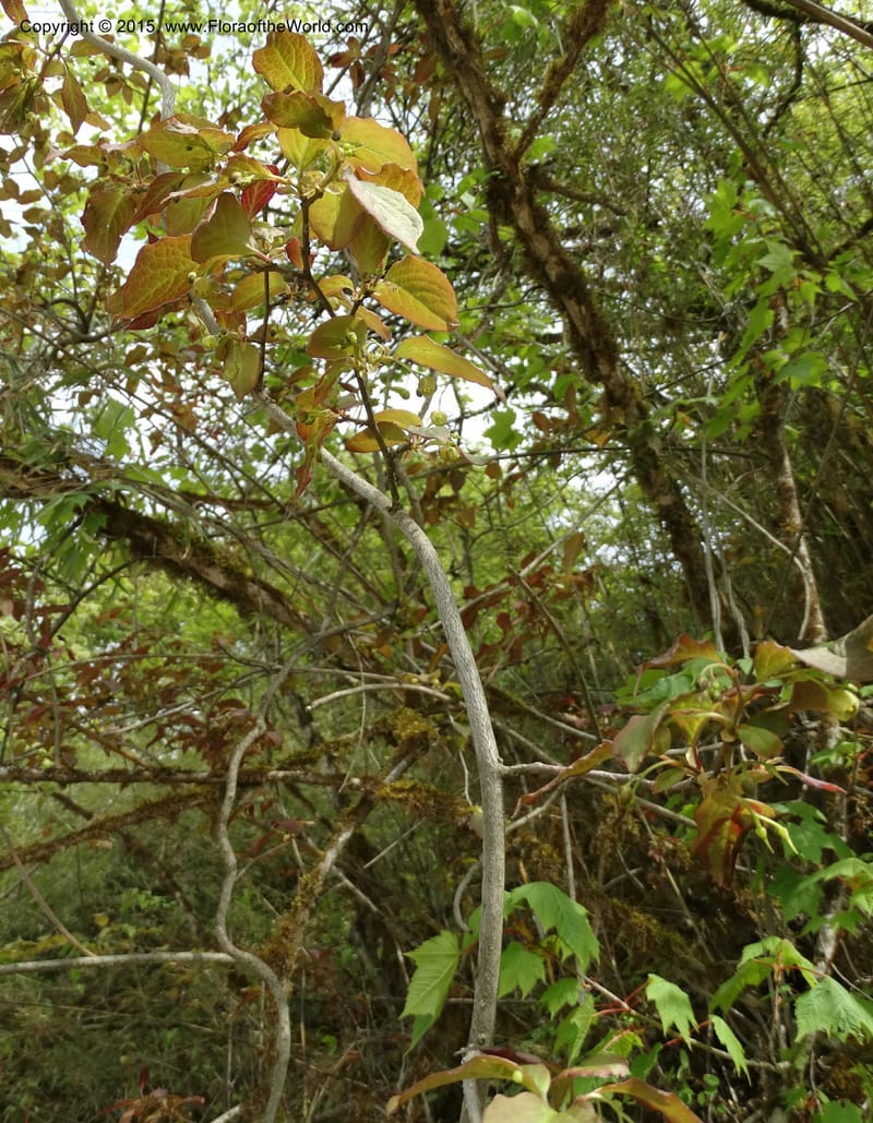 Sabia, Boufford, D 43677--China. Sichuan. GuoBaYan, HanBaiYu Shan. 12 May 2014. DSC05373 (94).JPG