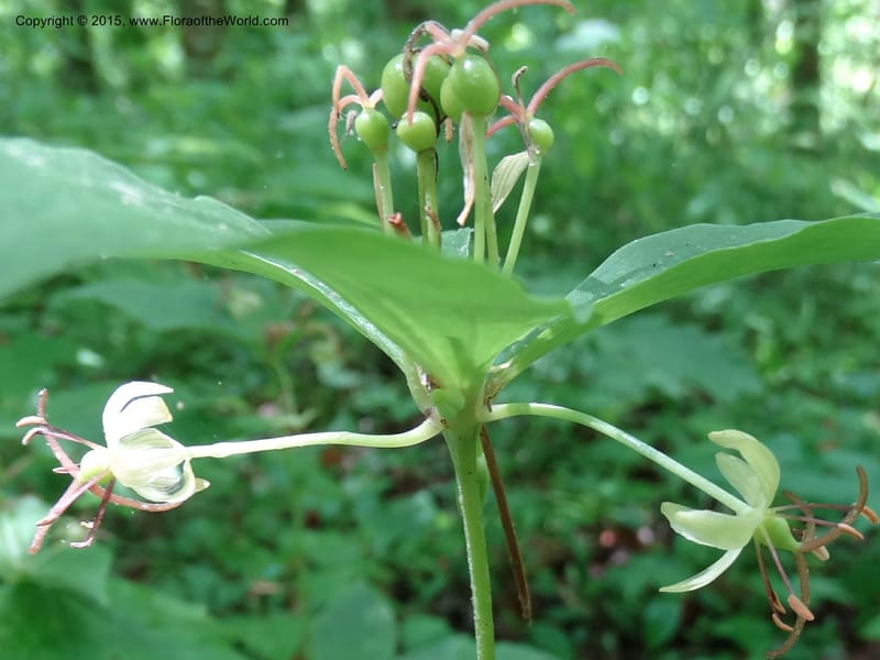 Medeola virginiana, Davidson, C 13047--South Carolina. Oconee Co. Brasstown Cr. 19 May 2015. DSC06413 (125).JPG