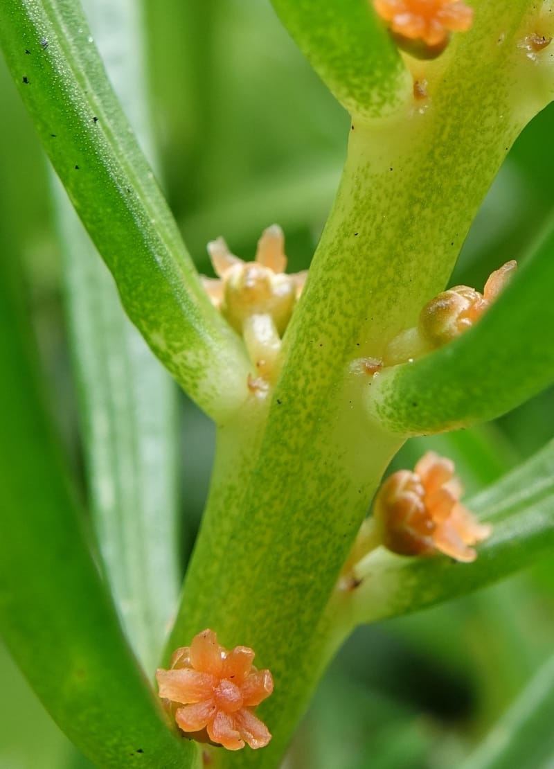 Gyrostemon sheathii, Davidson, C 13516--Australia. W.A. Torndirrup N.P. Frenchman Bay Rd. 30 Oct 2016. DSC06898 (55).JPG