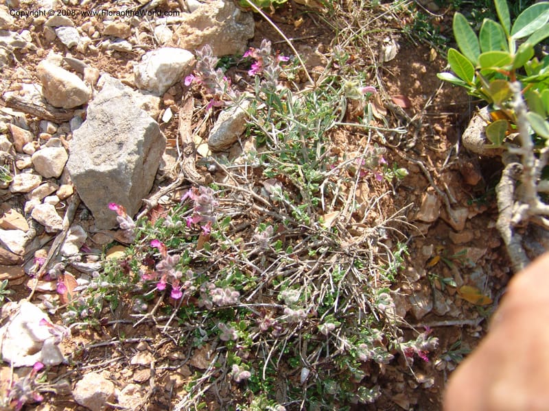 Teucrium divaricatum--Crete. Ep. Kydonia. Akrotiri. Trail Gouvernetos . 23 May 05. 014.jpg