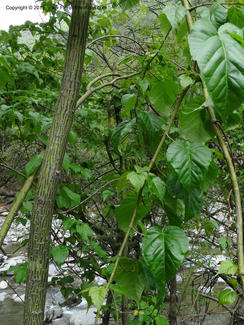 Acer davidii, Boufford, D 43630--China. Sichuan. LiXian. MiYaLuo. 9 May 2014. DSC04513 (185).JPG