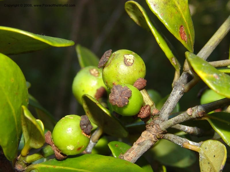 Garcinia, ZRogers1204--Madag. Anjozorobe, Aire Protegee, E Antsahabe. 17 Nov 06. 301.jpg