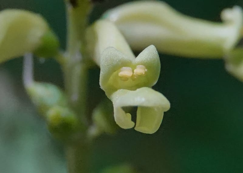 Thomandersia laurifolia, C. Davidson 13964--Gabon. Arb. Sibang. 5 Nov. 2018. DSC02235 (358).JPG