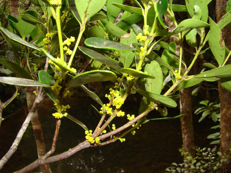 Balanops, JMunzinger4854--New Caledonia. Plateau de Dogny. 19 Nov 07. 220.jpg
