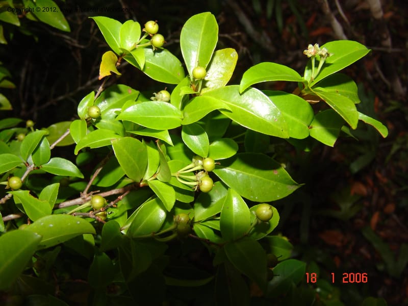 Psorospermum revolutum, Ranaivojaona, R 1379-Madagascar 18 Jan 2006 153 (5).jpg