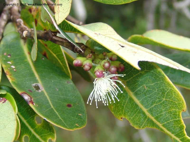 Syzygium cordatum--So.Africa. E. Cape. Umtamvuna Nat. Res. 11 Mch 05. 327.jpg
