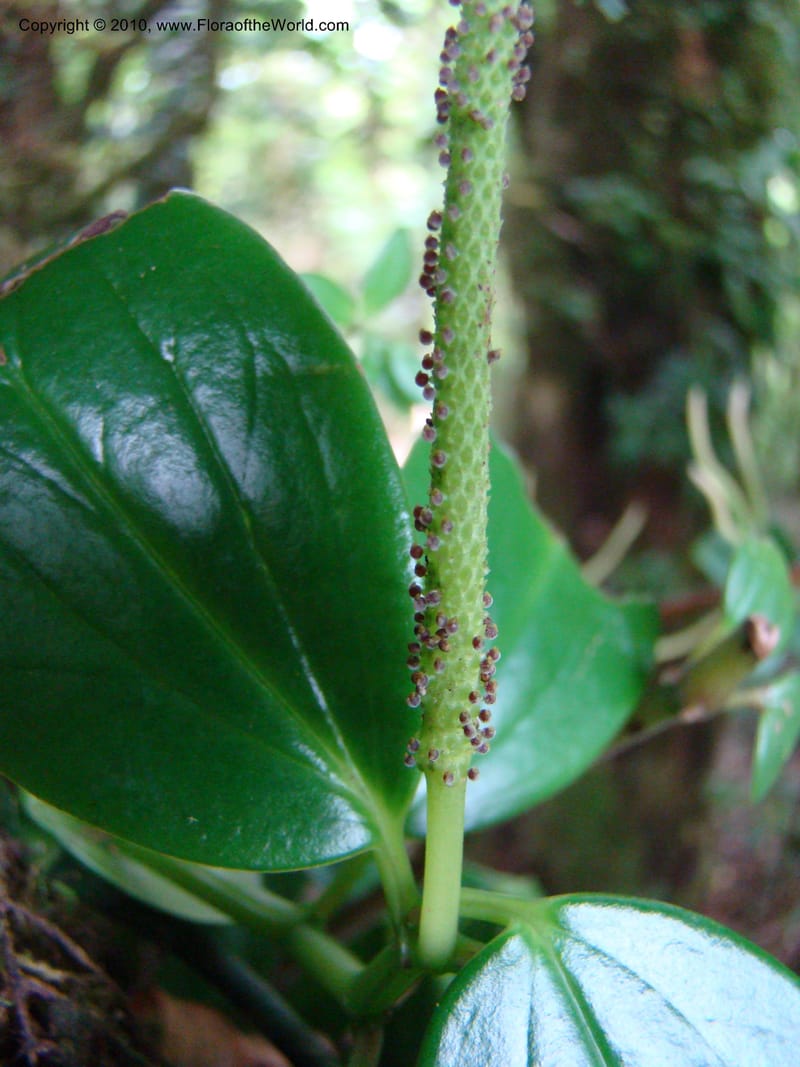 Peperomia dendrophila, B. Hammel 24563--Costa Rica. Hered. Volcan Barva. 9 Apr 08. 094 (3).jpg
