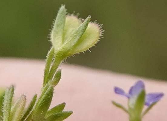 Veronica arvensis, C. Davidson 13751--Oregon. Wallowa Co. Zumwalt.Trail Cr. Rd. 4 Jun 2018. DSC04078 (73).JPG