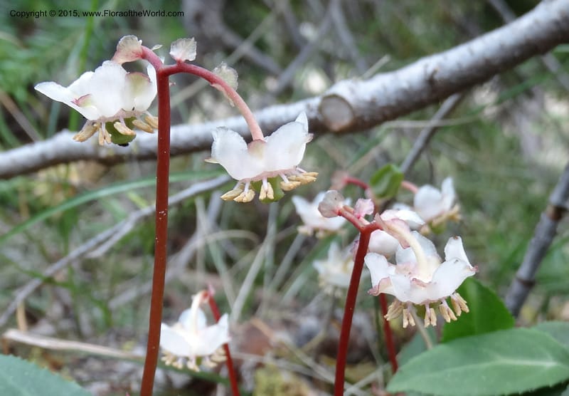 Chimaphila menziesii, Davidson, C 12632--ID. Idaho Co. Seven Devils Campground. 11 Aug 2014. DSC00412 (70).JPG