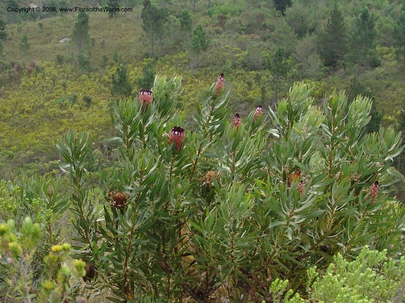 Protea neriifolia--So.Africa. E. Cape. Van Stadens Wildfl. Res.. 6 Mch 05. 109.jpg