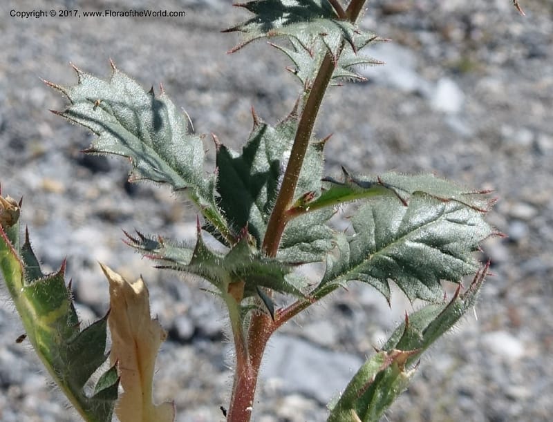 Gilia latifolia, Davidson, C 13078--California. Inyo Co. Last Chance Mts. 16 Apr 2016.  (138).JPG