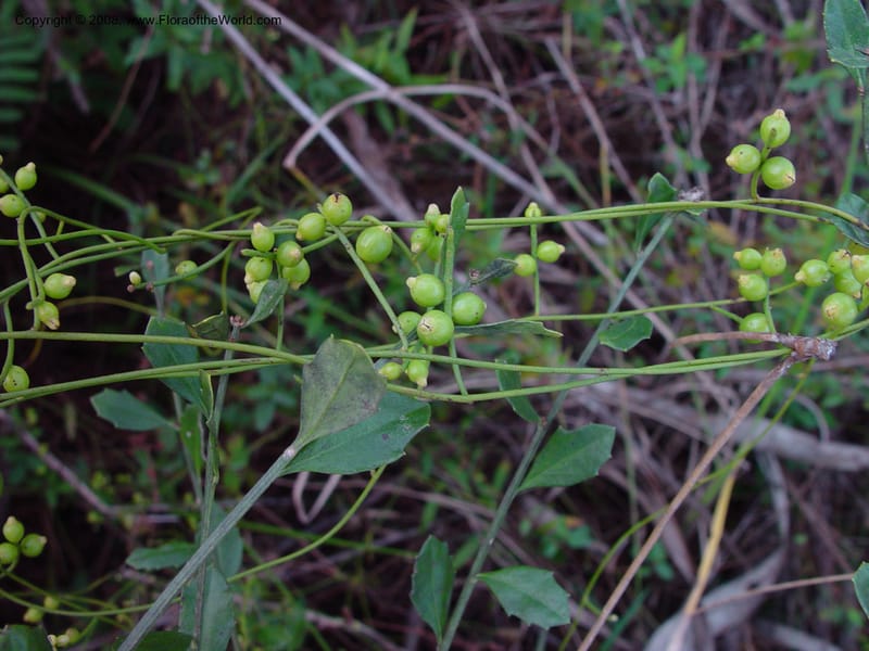Cassytha filiformis--FL. Collier Co. Corkscrew Swamp Sanctuary. 12 Jan 03. 112.jpg