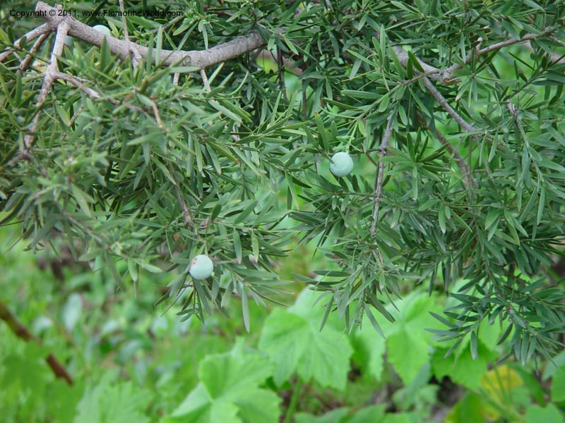 Afrocarpus gracillior. 28.0175--California. Berkeley Bot. Gard. 11 Feb 03. 046.jpg