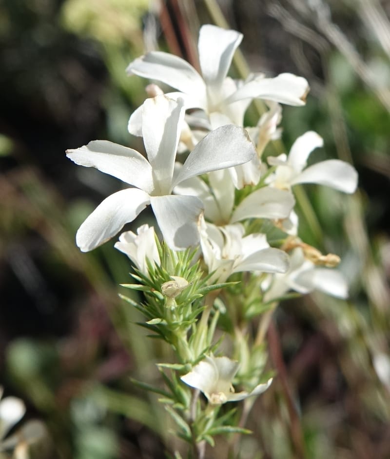 Leptodactylon pungens, C. Davidson 13670--ID. Hwy 20 W of Arco. Open basalt flow. 18 Jun 2017. DSC02519 (72).JPG