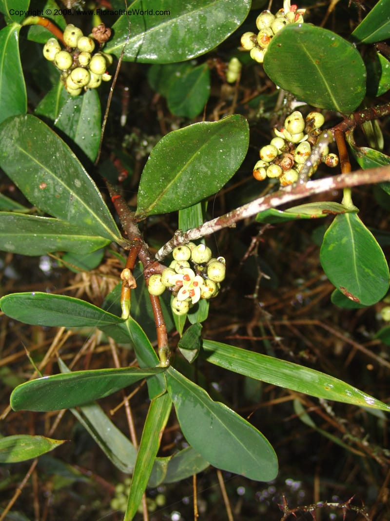 Clusia trochiformis--Peru. Macchu Pichu. 23 Oct 07. 008.jpg