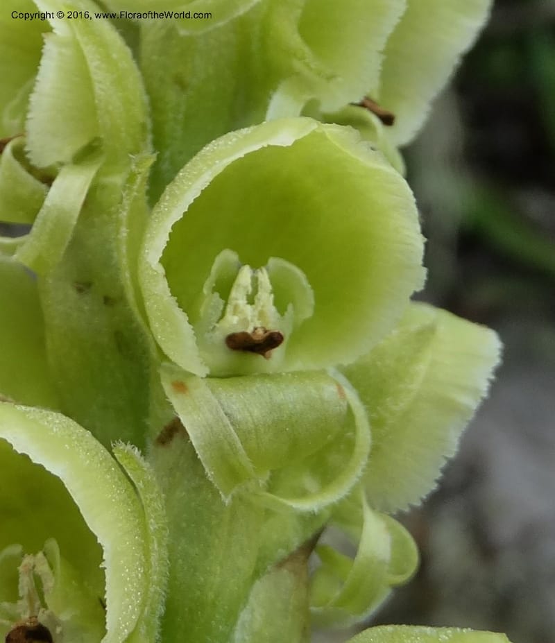 Altensteinia virescens, Ulloa, C 2470--Ecuador. Res. Yanacocha. 21 Apr 2015. DSC02117 (64).JPG