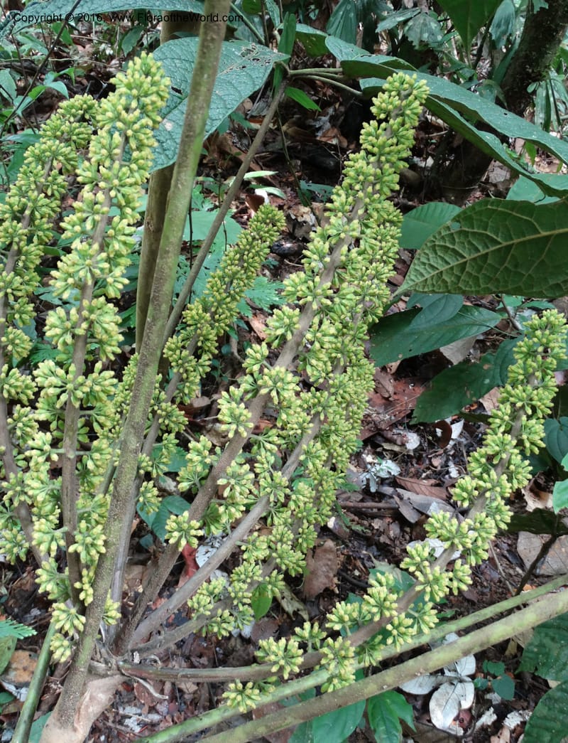 Schefflera, Davidson, C 12674--Sabah. Danum Valley. 4 Oct 2014. DSC01741 (207).JPG