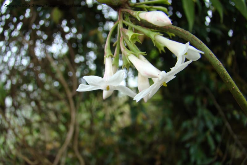 Jasminum, Regalado 1631--Viet Nam. Lao Cai Prov. Sa Pa Distr. 2 km NW Thac Bac. 5 Apr 09 089.jpg