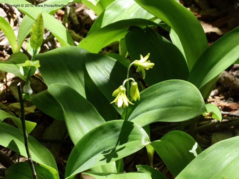 Clintonia borealis, Davidson, C 13070--North Carolina. Trans. Co. Devils Courthhouse. 21 May 2015. DSC07059 (18).JPG