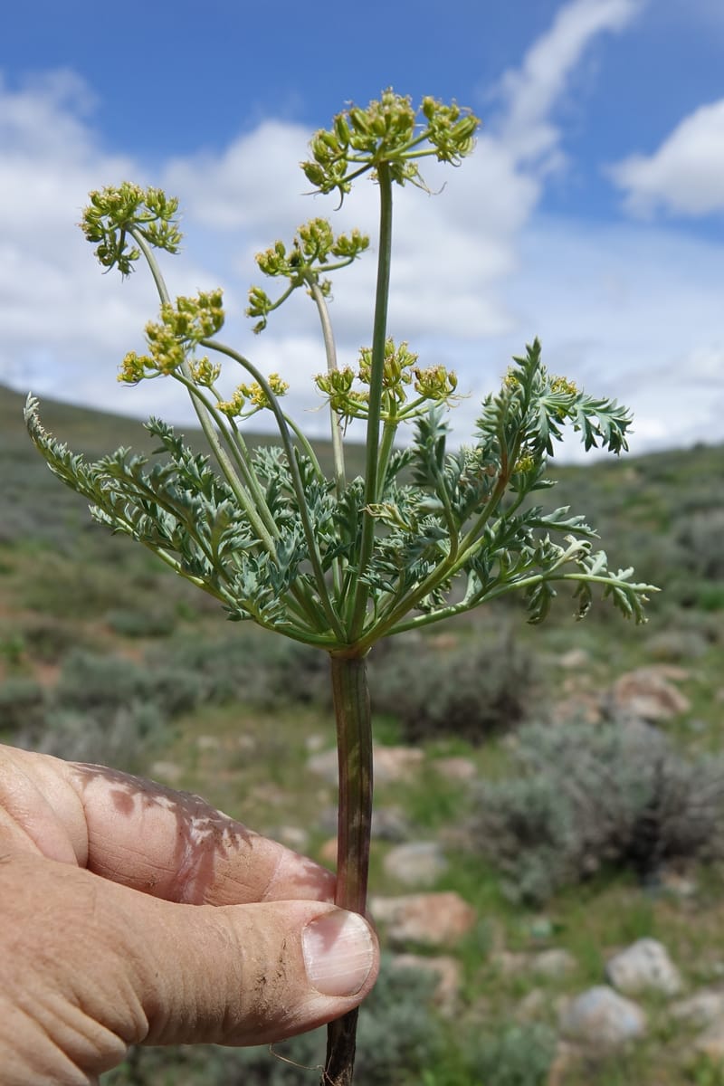 Cymopterus glaucus, C. Davidson 13559--ID. Blaine Co. Rock Creek Preserve. TNC. 14 May 2017. DSC00477 (39).JPG