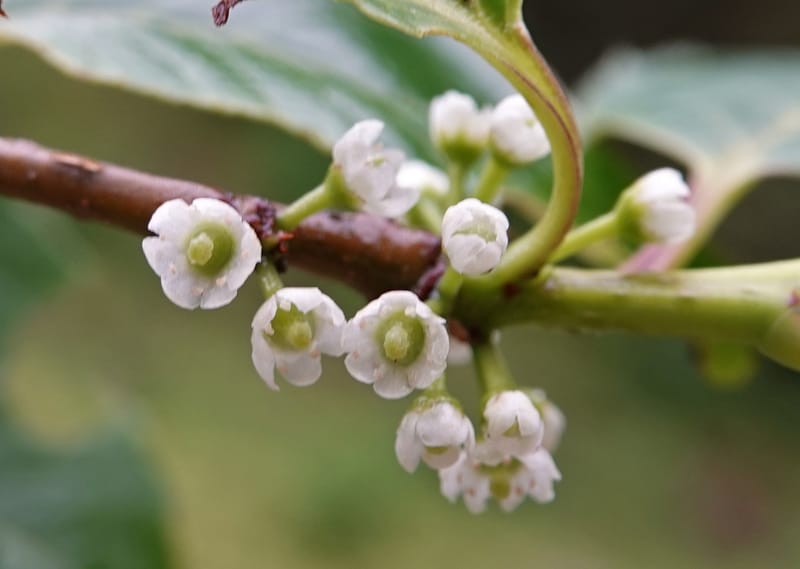 Ilex polyneura, D. Boufford 44125--China. Yunnan. Da Wei Shan. 2 May 2018. DSC01093 (326).JPG