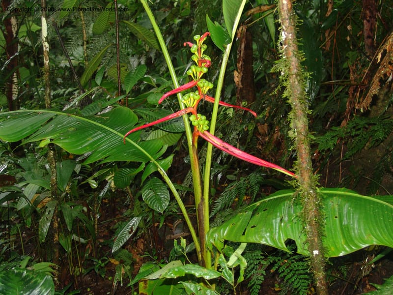 Heliconia amygdalina v. transandina, Croat94411--Ecuador. Prov. Pichincha. Res. Guaycuyacu. 11 Feb 05. 040.jpg